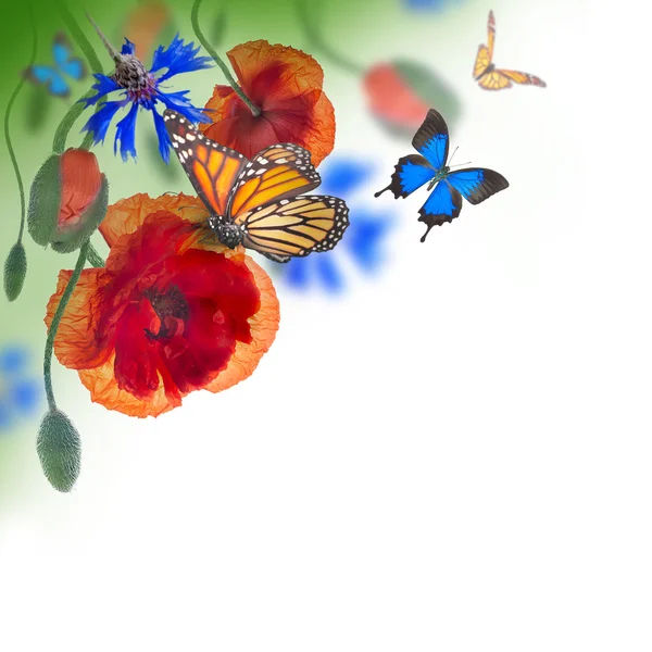 Red poppies, cornflowers and butterfly — Stock Photo, Image