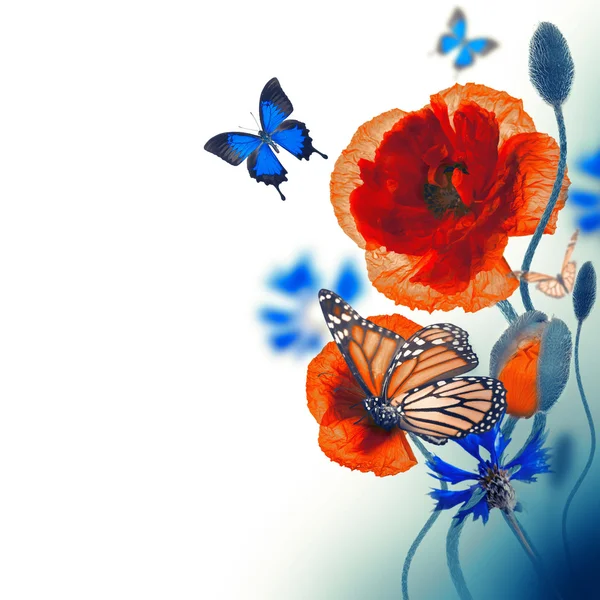 Red poppies, cornflowers and butterfly — Stock Photo, Image