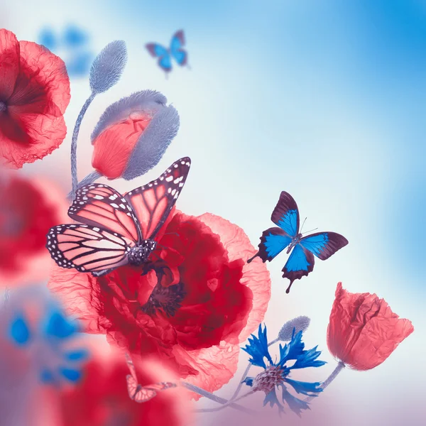 Coquelicots rouges, bleuets et papillons — Photo