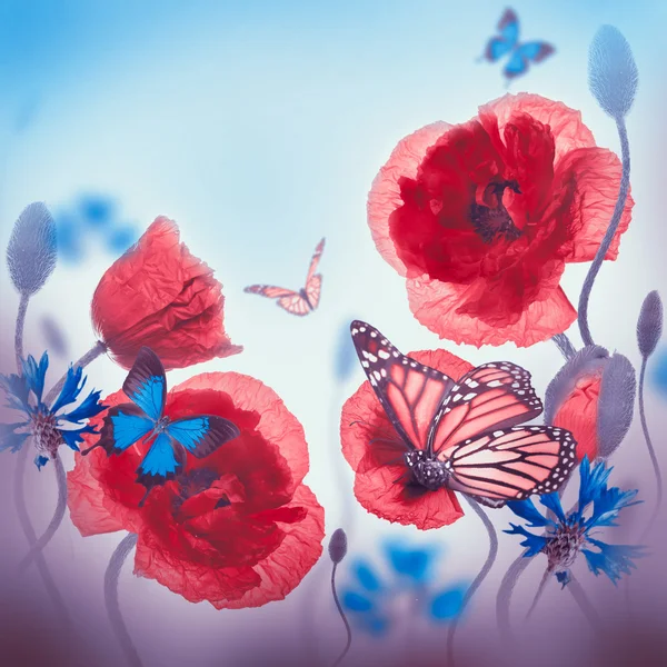 Red poppies, cornflowers and butterfly — Stock Photo, Image