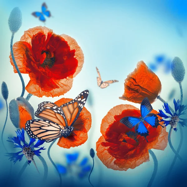 Červené Vlčí máky, chrpy a motýl — Stock fotografie