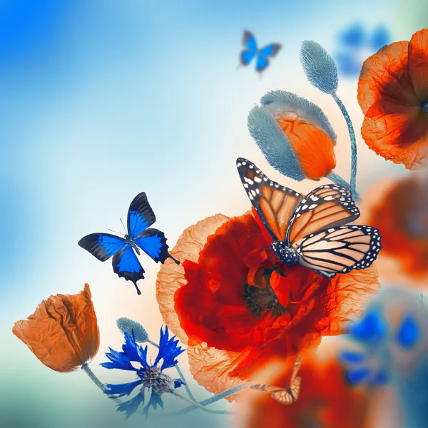 Red poppies, cornflowers and butterfly — Stock Photo, Image