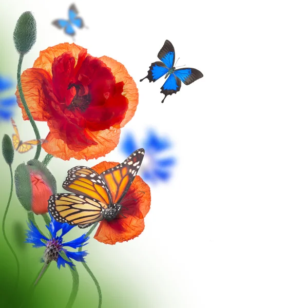 Red poppies, cornflowers and butterfly — Stock Photo, Image