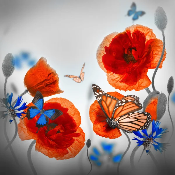 Red poppies, cornflowers and butterfly — Stock Photo, Image