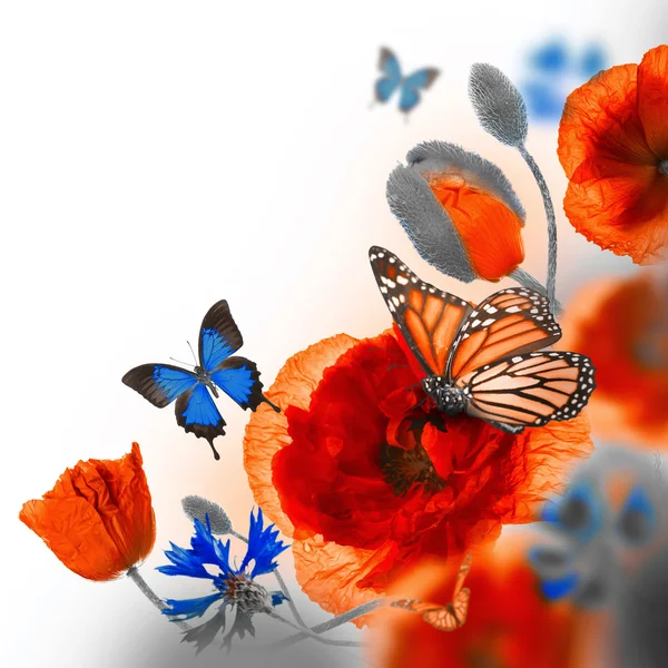 Red poppies, cornflowers and butterfly — Stock Photo, Image