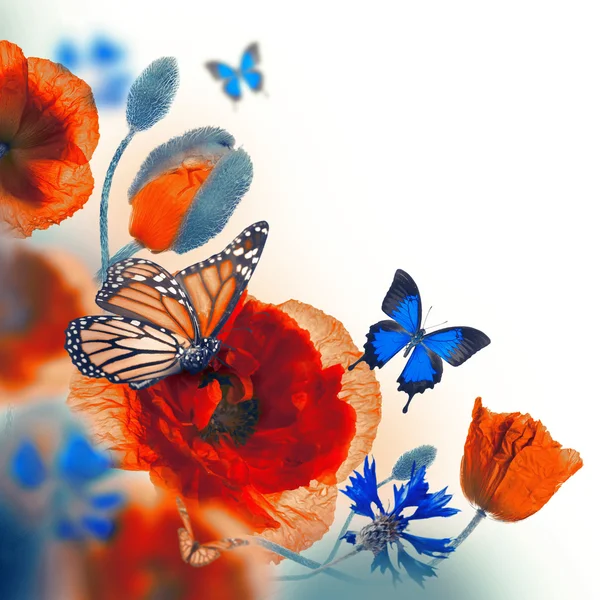 Красные маки, васильки и бабочка — стоковое фото