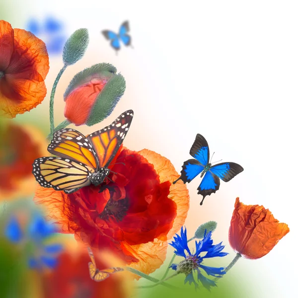 Red poppies, cornflowers and butterfly — Stock Photo, Image