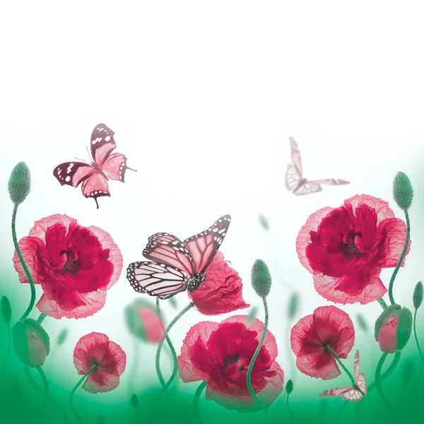 Red poppies and butterfly — Stock Photo, Image