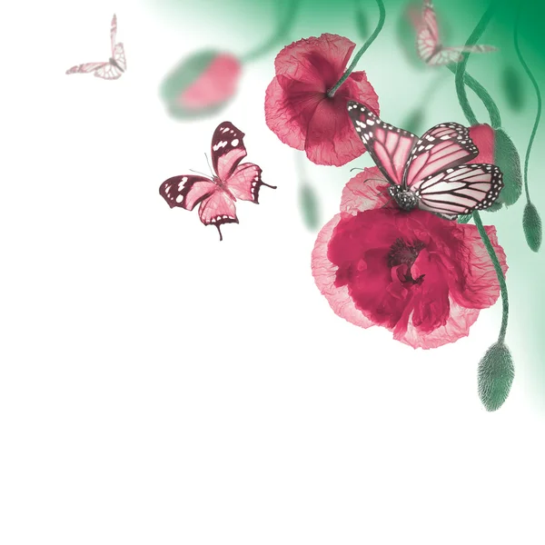 Red poppies and butterfly — Stock Photo, Image