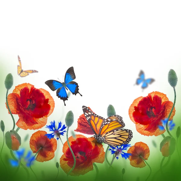 Red poppies, cornflowers and butterfly — Stock Photo, Image