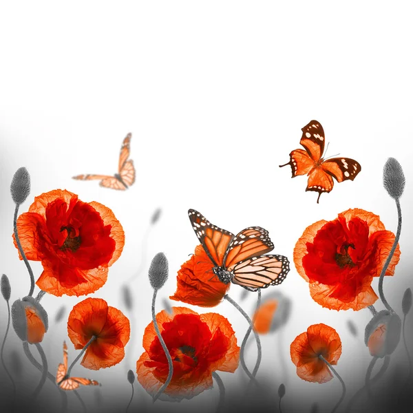 Red poppies and butterfly — Stock Photo, Image