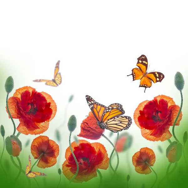 Red poppies and butterfly — Stock Photo, Image