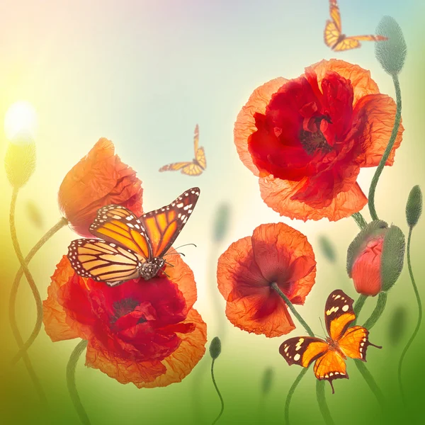 Red poppies and butterfly — Stock Photo, Image