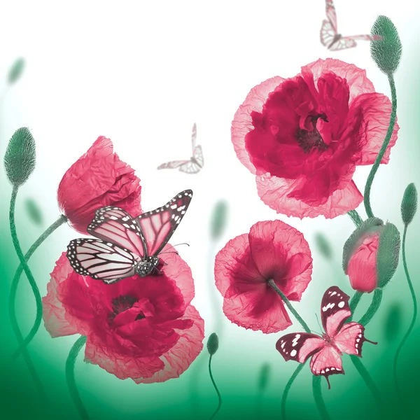 Czerwone maki i motyl — Zdjęcie stockowe