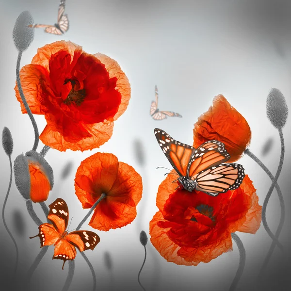 Red poppies and butterfly — Stock Photo, Image