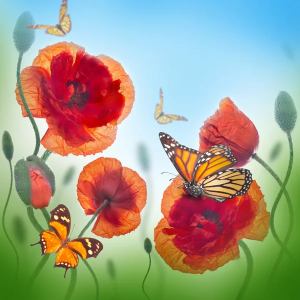 Red poppies and butterfly — Stock Photo, Image