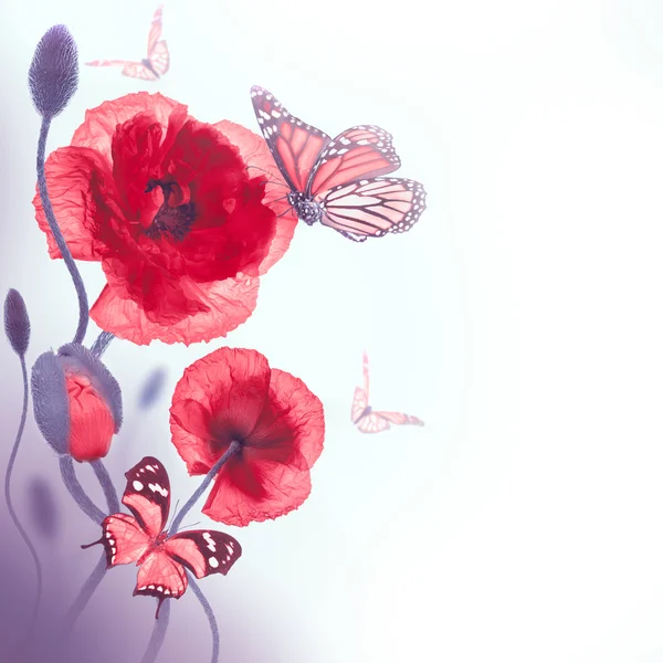 Красные маки и бабочки — стоковое фото