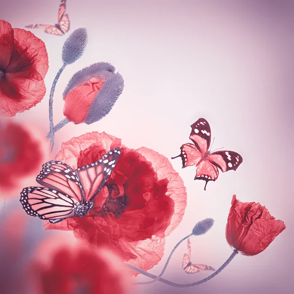 Amapolas rojas y mariposa — Foto de Stock