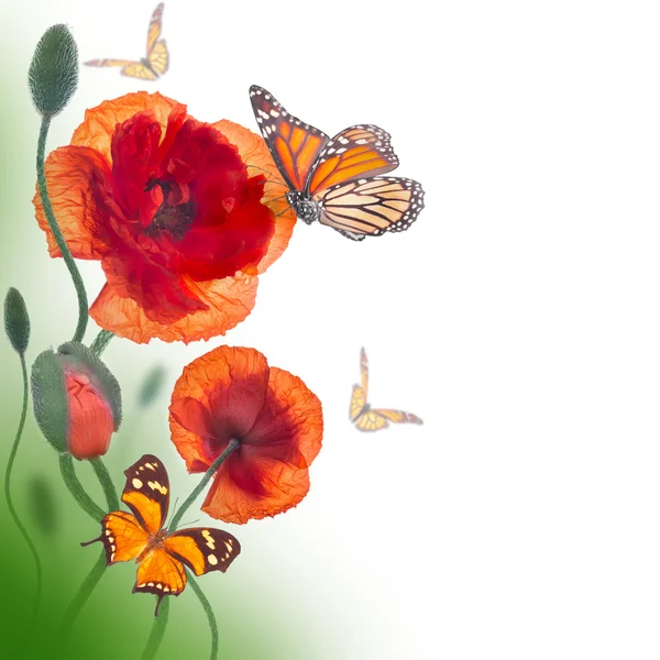 Red poppies and butterfly — Stock Photo, Image