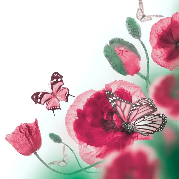 Coquelicots rouges et papillons — Photo