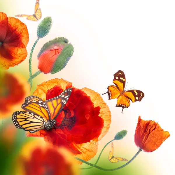 红色罂粟花和蝴蝶 — 图库照片