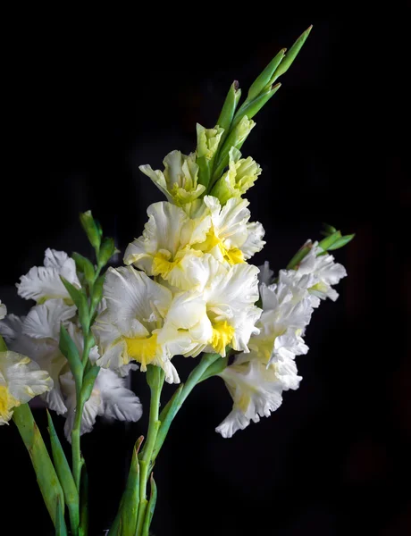 Fiori di gladiolo freschi — Foto Stock