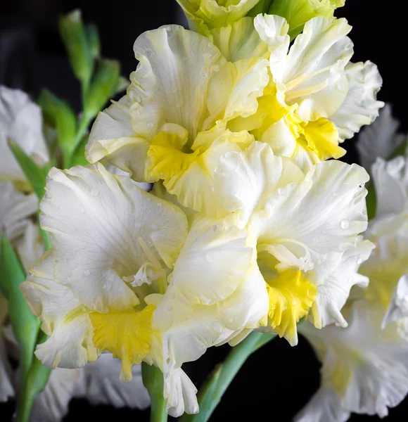 Frische Gladiolenblüten — Stockfoto