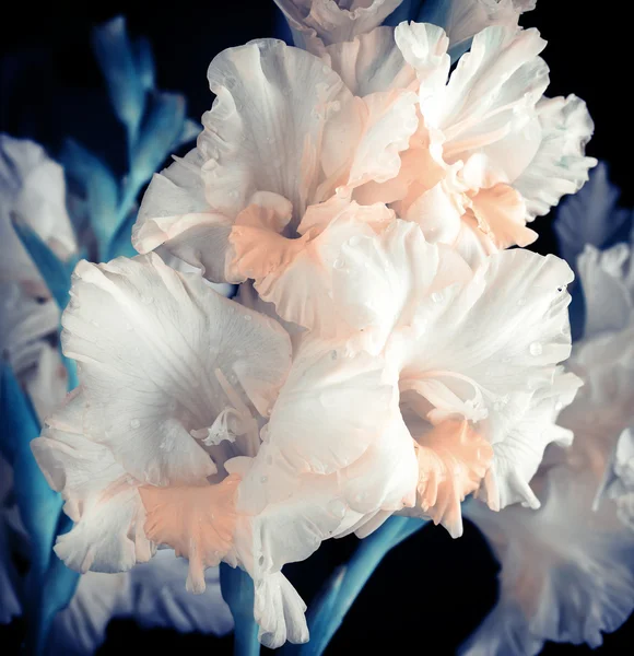 Gladiolus friss virágok — Stock Fotó