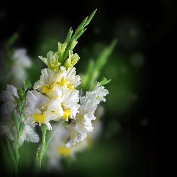 Ferske gladiolusblomster – stockfoto