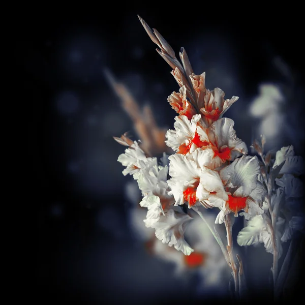 Frische Gladiolenblüten — Stockfoto