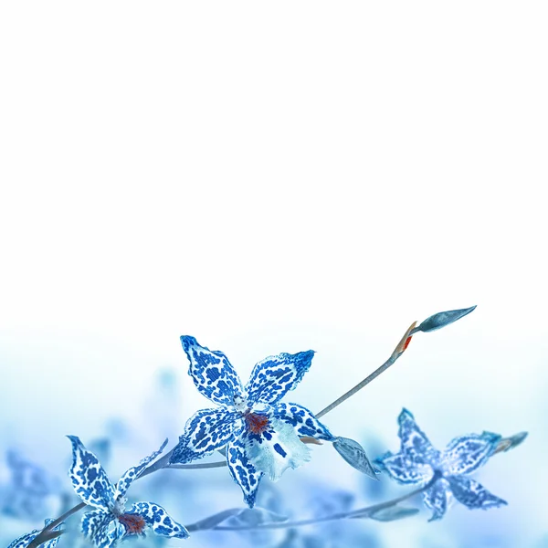 Achtergrond van blauwe orchideeën — Stockfoto