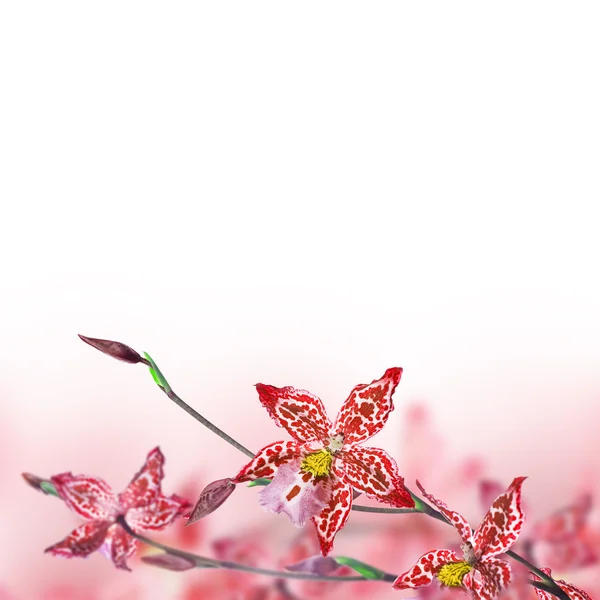 Arka plan kırmızı orkide — Stok fotoğraf