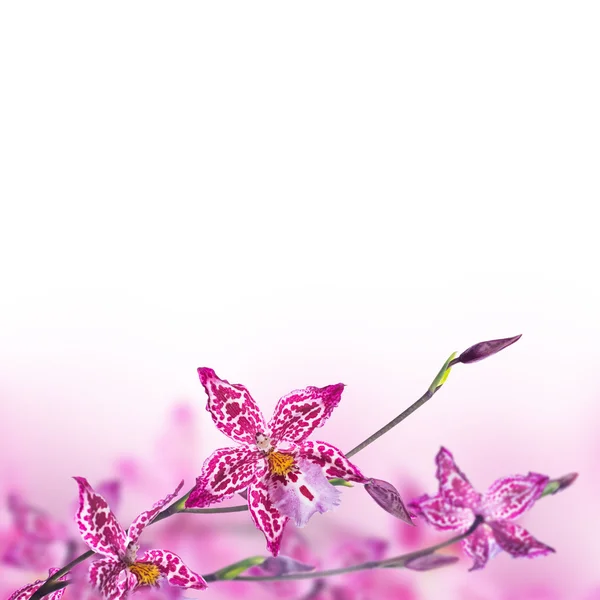 Pozadí růžové tropické orchideje — Stock fotografie