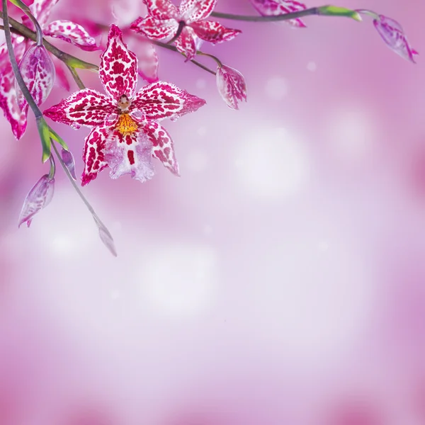 Hintergrund tropischer Orchideen — Stockfoto
