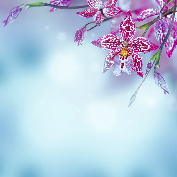 Hintergrund der Orchideen — Stockfoto