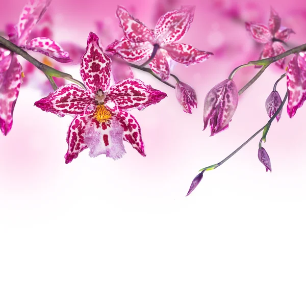 Hintergrund der rosa tropischen Orchideen — Stockfoto