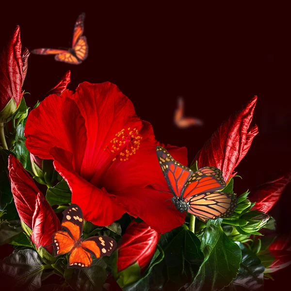 Hibiscus y mariposas —  Fotos de Stock
