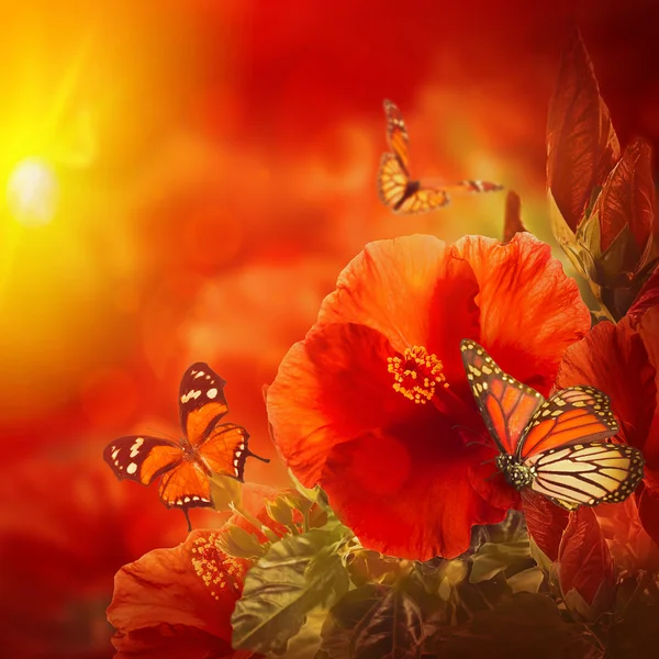 Hibiskus i motyle — Zdjęcie stockowe