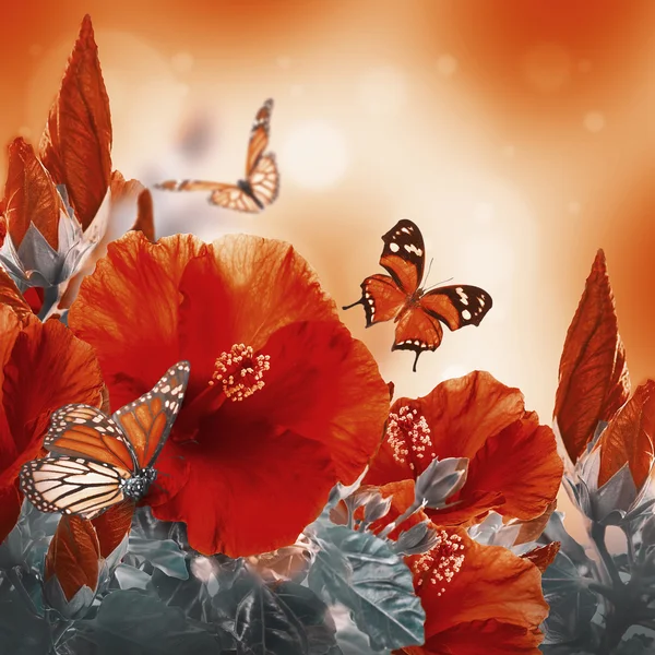 Hibiscus and butterflies — Stock Photo, Image
