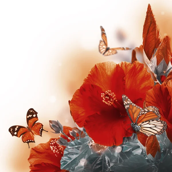 Hibiscus and butterflies — Stock Photo, Image