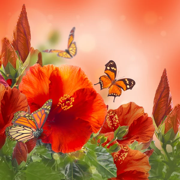 Hibiscus and butterflies — Stock Photo, Image