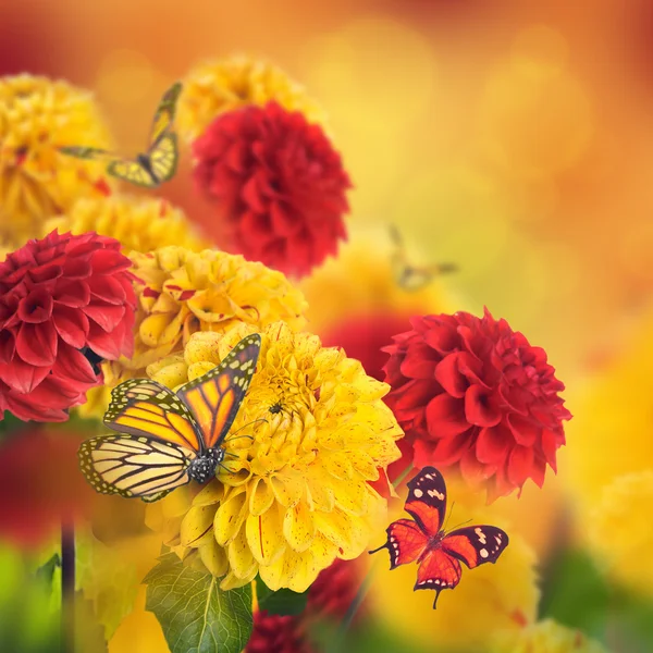 Chrysanthèmes avec fusées éclairantes, papillons — Photo