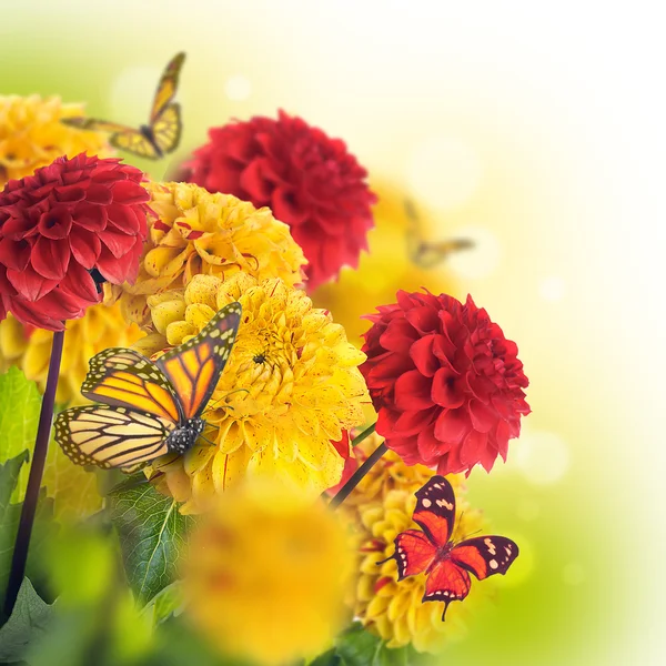 Chrysanthemen mit Fackeln, Schmetterlinge — Stockfoto