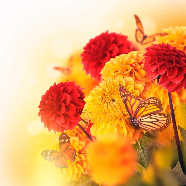 Chrysanthèmes avec fusées éclairantes, papillons — Photo