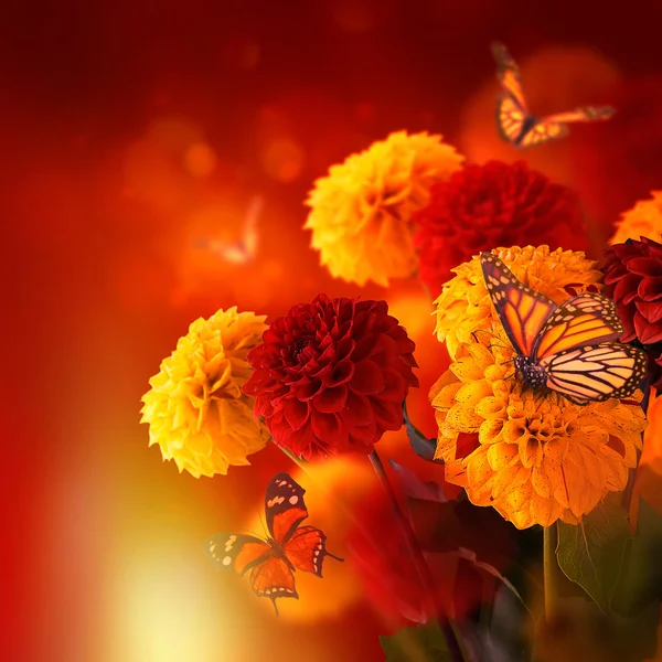 Chrysanthemums with flares, butterflies — Stock Photo, Image