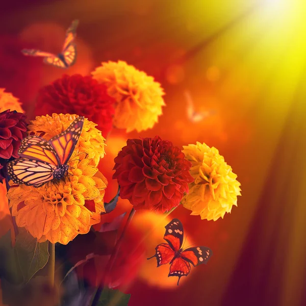 Chrysanthemums with flares, butterflies — Stock Photo, Image