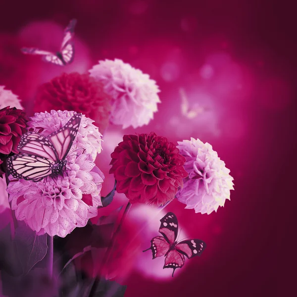 Chrysanthèmes avec fusées éclairantes, papillons — Photo
