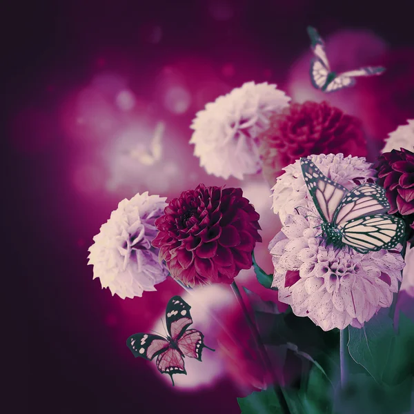 Chrysanthemen mit Fackeln, Schmetterlinge — Stockfoto