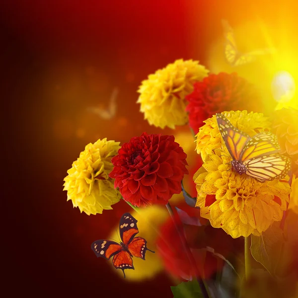 Chrysanthemums with flares, butterflies — Stock Photo, Image