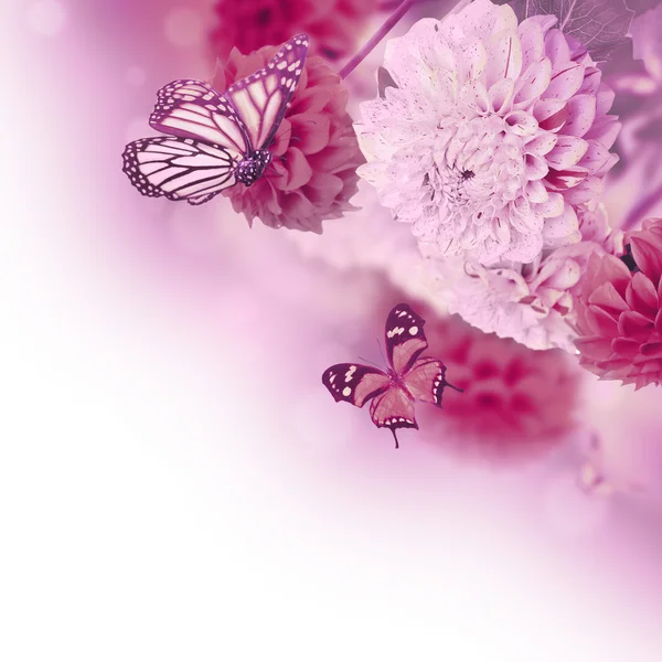 Chrysanthemums with flares, butterflies — Stock Photo, Image